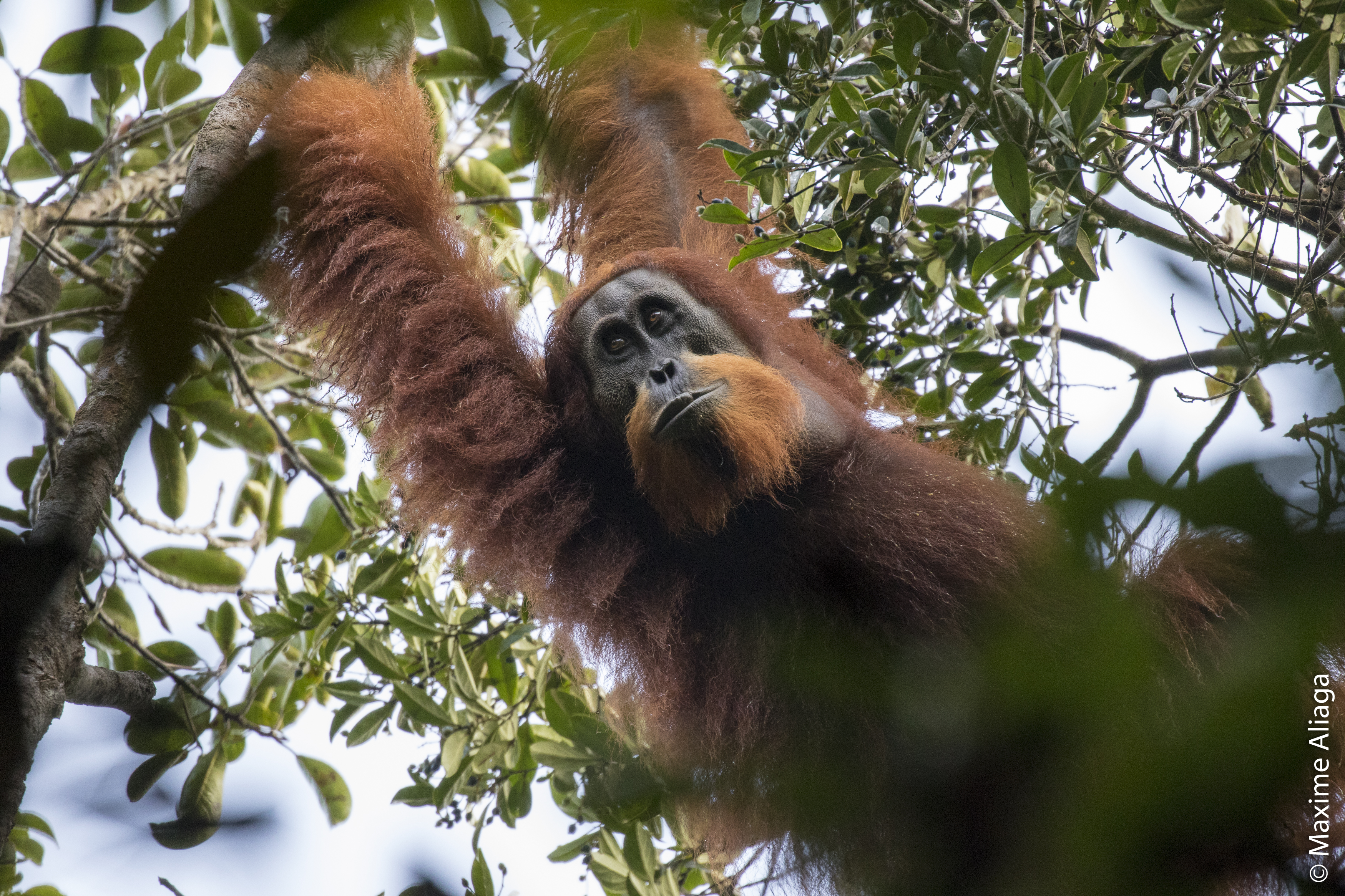 Tapanuli orangutan